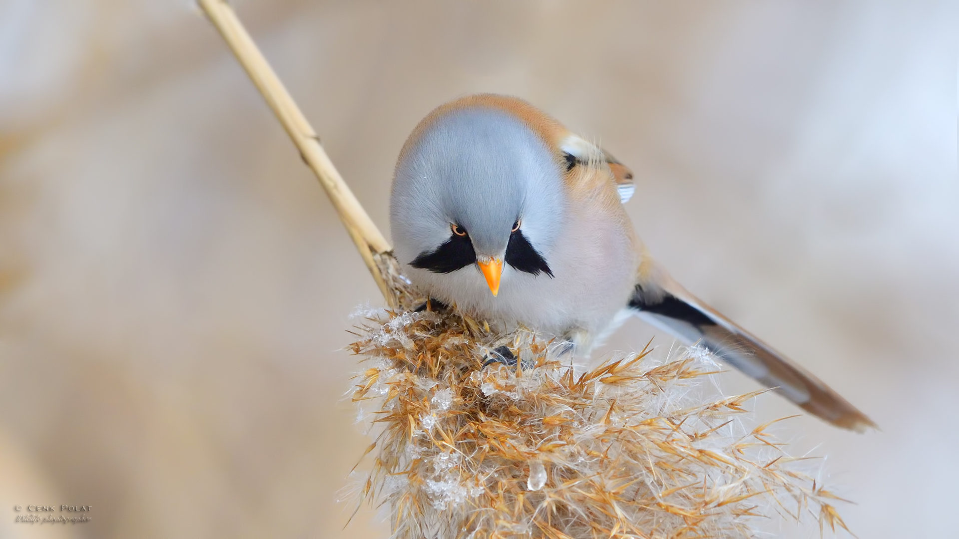 Bearded Reedling